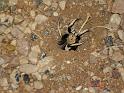 Hoggicosa_bicolor_D3937_Z_88_Alice Springs_Australie